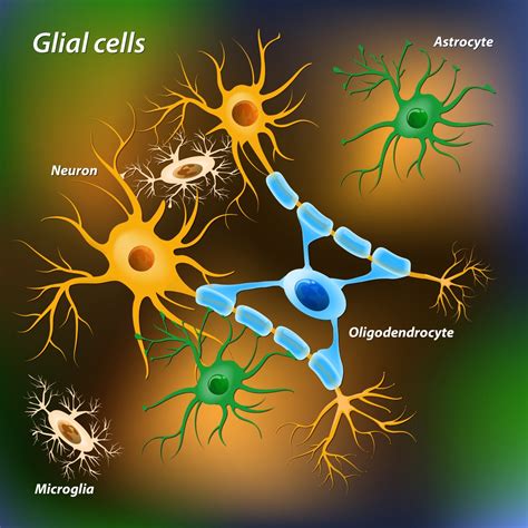 celulas da glia-1
